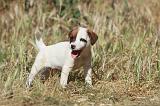 JACK RUSSEL 032